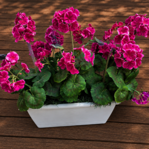Pelargonia nagrobna „Duża Fuksja”