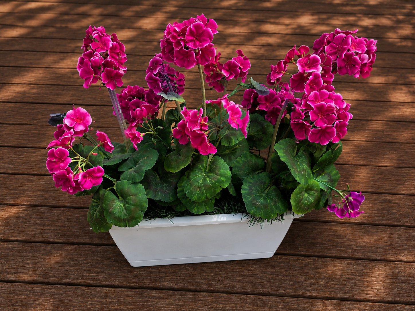 Pelargonia nagrobna „Duża Fuksja”