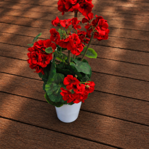 Pelargonia nagrobna „Czerwona Klasyka”